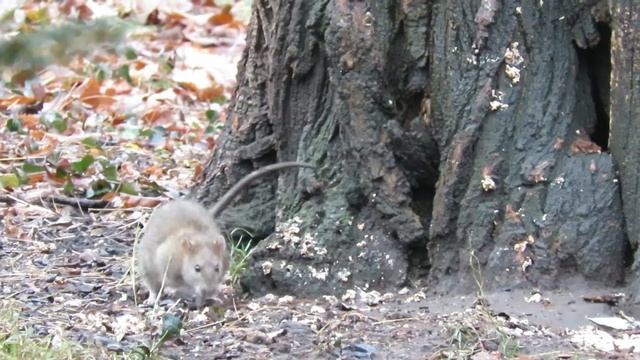 Opossum and a rat in Tompkins Square Park, NYC смотреть онлайн