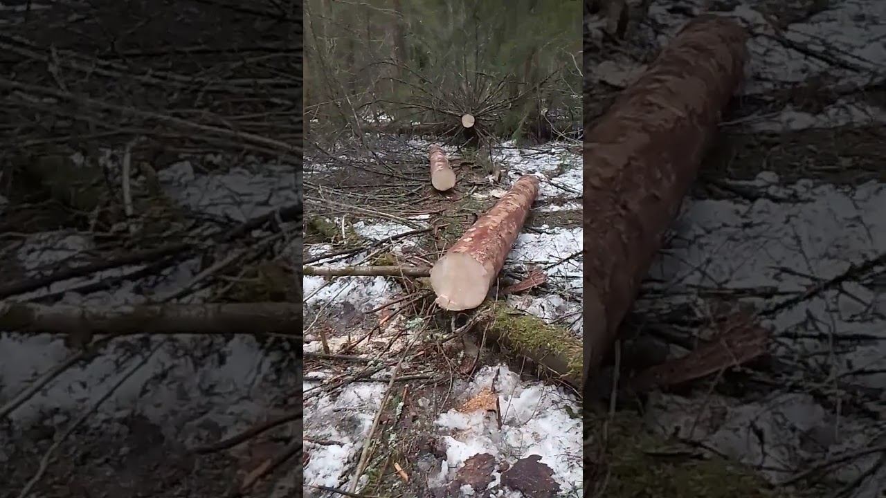 Это правильный валежник #минитрактор #лес #деревня #сельскиебудни смотреть онлайн