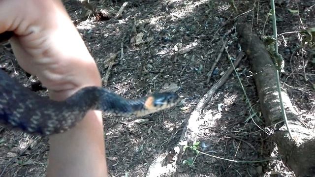 Поймал УЖА в лесу! смотреть онлайн