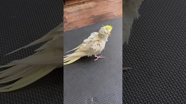 COCKATIEL BEGGING NOT TO BATHE #funny #lovebirds #trending #birds #pets #cockatiel #lovesigns смотреть онлайн