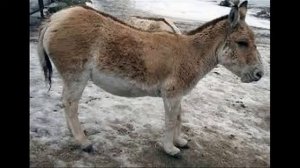 Ослик по новому. Рассказ.  Христианские слайды для детей. Made by Vera Birak.