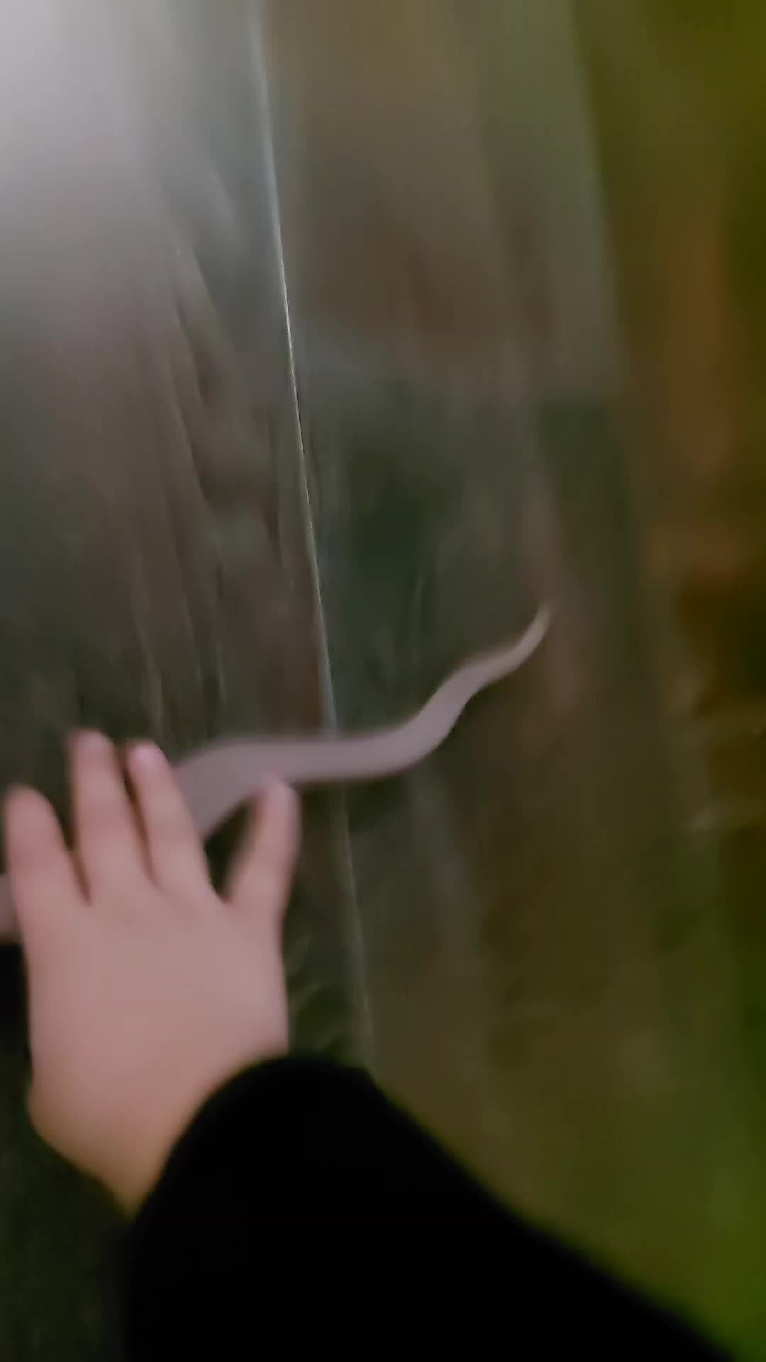 змея или чучело?