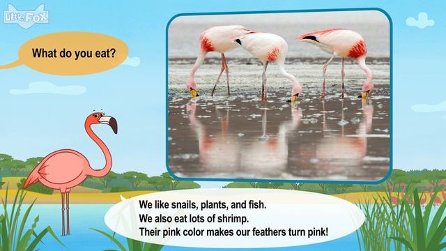 Meet the Animals 23_ Flamingo _ Level 2 _ By Little Fox смотреть онлайн
