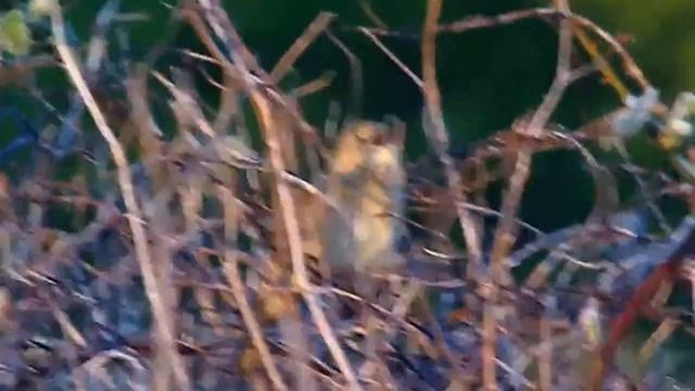 Grasshopper Warbler смотреть онлайн
