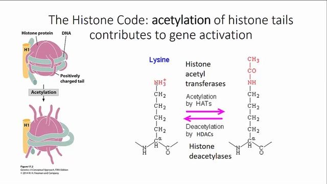 Control of gene expression in eukaryotes part 1 смотреть онлайн