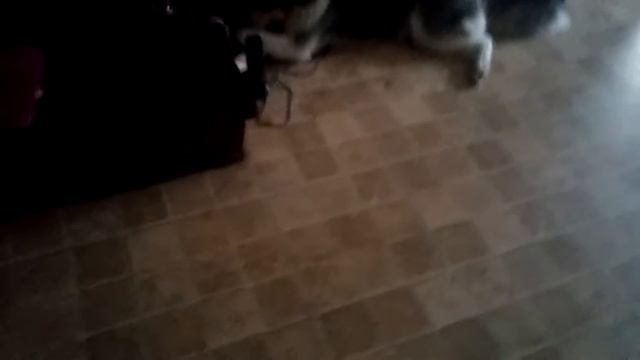 Моя собака нисушка XDXDXDXD смотреть онлайн