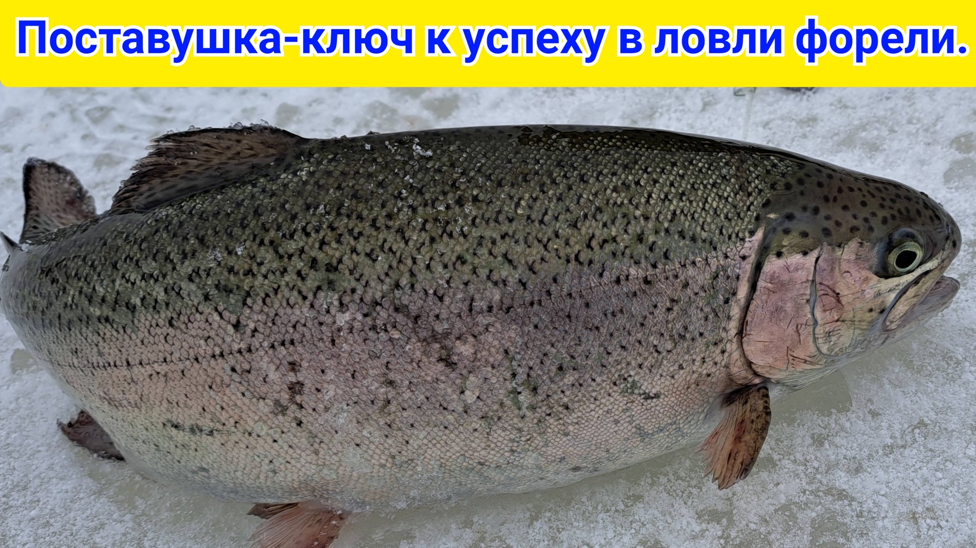 Самая простая и уловистая снасть на форель зимой смотреть онлайн