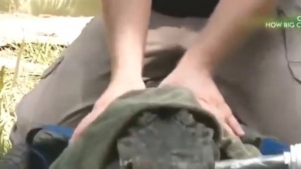 Best Documentary 2020 🔥 Super Giant Crocodile 🔥 Documentary HD