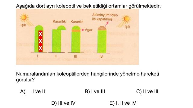 57-BİTKİ HORMONLARI VE OKSİN DENEYLERİ SORU ÇÖZÜMÜ смотреть онлайн