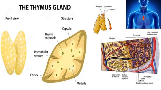 Immunologia, Lezione 2, Emopoiesi e sistema immunitario смотреть онлайн