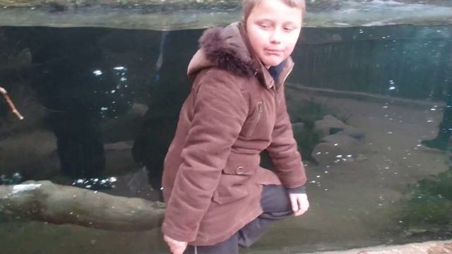 31.12.2015 ZOO Plzeň - vydra říční 2 смотреть онлайн