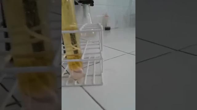 REAÇÃO ENTRE ÁCIDO E BASE - Tiago Fernandes