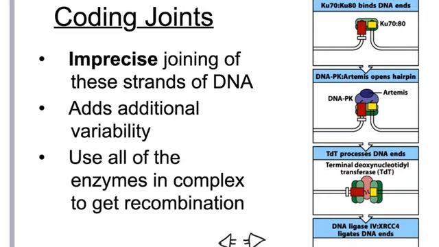 Generation of BCR Part2 смотреть онлайн