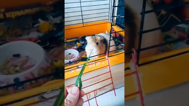 Моя свинка Бантик любит кушать одуванчик смотреть онлайн