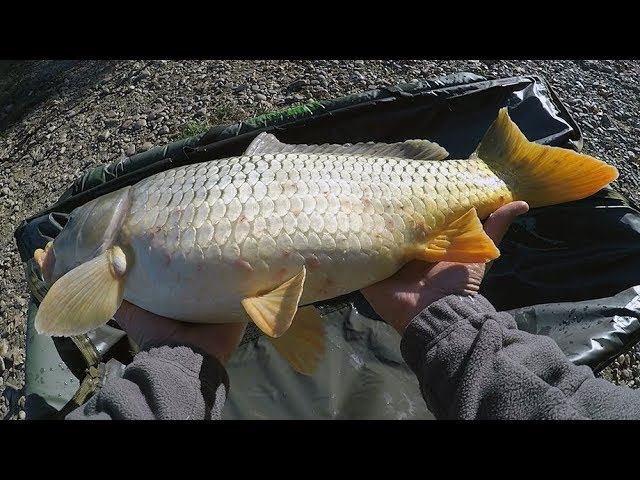 РЫБАЛКА НА КАРПА, В СЕРЕДИНЕ ОСЕНИ 2019, НА ФЛЭТ ФИДЕР, Flat Feeder смотреть онлайн