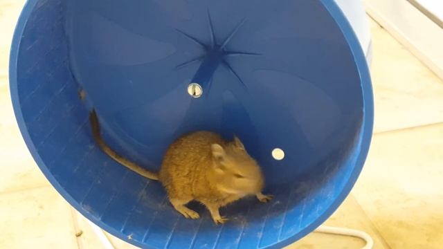 degu in wheel смотреть онлайн