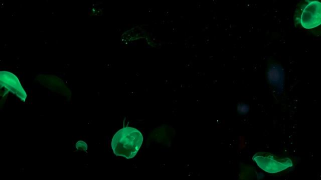 Admira a las asombrosas medusas luna смотреть онлайн