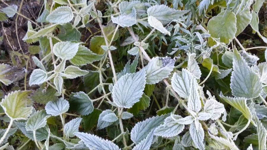 Первые заморозки смотреть онлайн