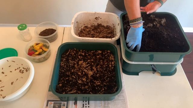 How to build a Vermihut worm bin tray & weekly feeding of composting worms red wiggler & blue worms смотреть онлайн