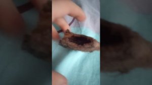 как выглядит куколка павлиноглазки изнутри и так далее...