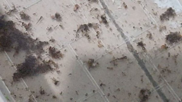 Что странного происходит у меня в аквариумах. И подросшие мальки севильи