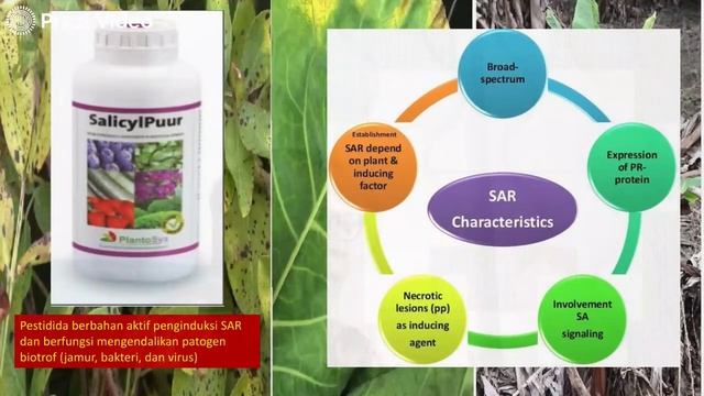 Virologi Tumbuhan: ketahanan buatan tanaman terhadap virus tumbuhan смотреть онлайн