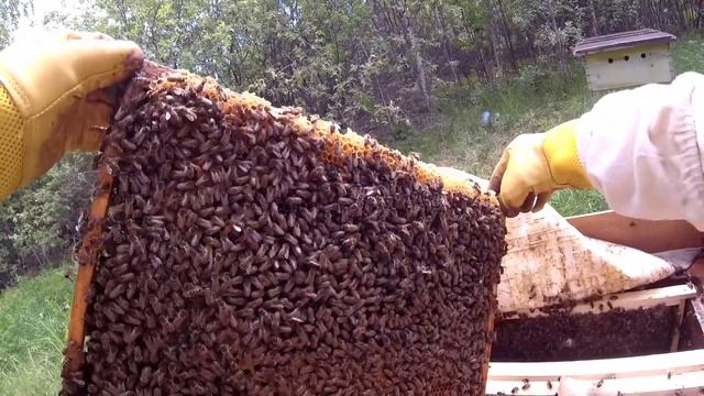 Как подсадить неплодную маточку.