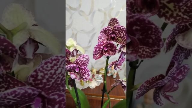 Здравствуйте я Дикий Кот 🐈💞