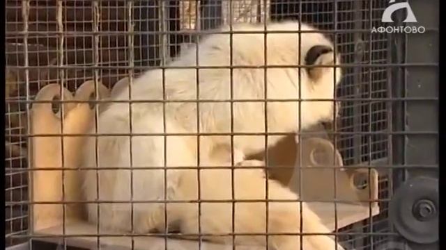 Лисята смотреть онлайн