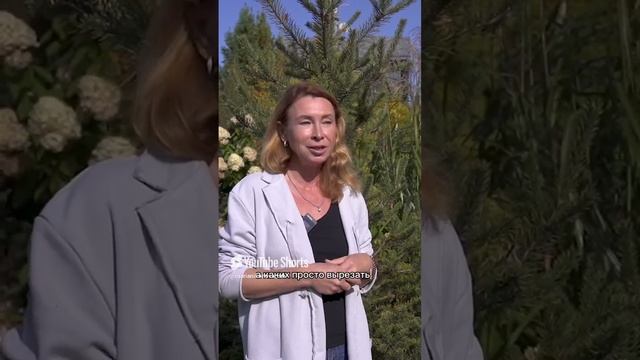 Ель сербская «Брунс». смотреть онлайн