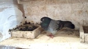 Кировоградские голуби тел:(+38)-067-705-12-19