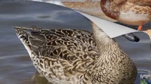 Голоса птиц: шилохвость, или острохвост, или (устар. ) шилень