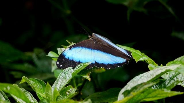 Common morpho (Morpho peleides) - Reserva Comunal Amarakaeri (Peru) 1-10-2019 смотреть онлайн