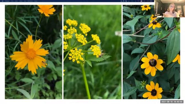 Native Plant And Insect Relationships With Samantha Nestory