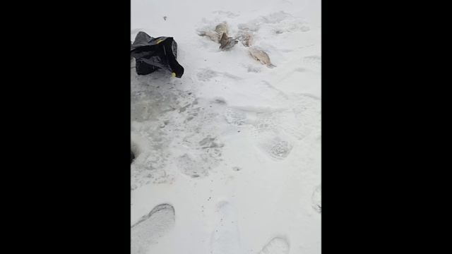 VID_20241217_130009 смотреть онлайн