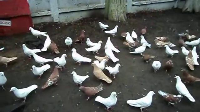 #Бакинские#Иранские#носатые#голуби смотреть онлайн