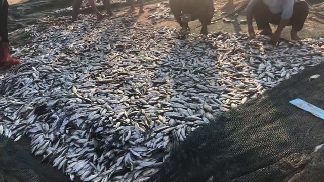 Вечерний улов рыбы . Спасение черепахи. Ужин в Тайском ресторане.Miramar Al Aqah Beach Resort. ОАЭ. смотреть онлайн