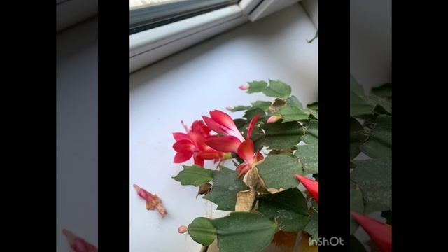 Создано природой