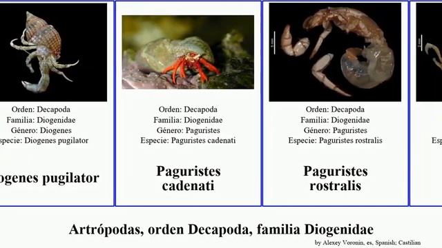 Artrópodas, Orden Decapoda, Familia Diogenidae Arthropoda Confusa Paguristes Dardanus Arrosor Nine