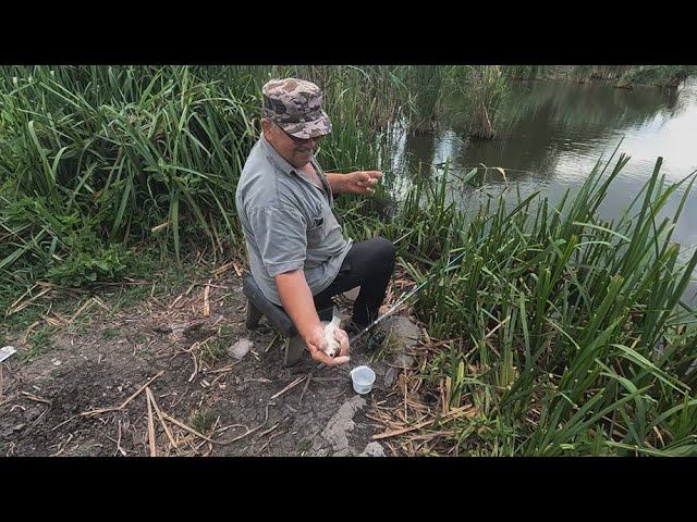 Борщевой карась, на дикаре его много, рыбалка на фидер, хороший улов и клёв, ловля рыбы в камышах смотреть онлайн