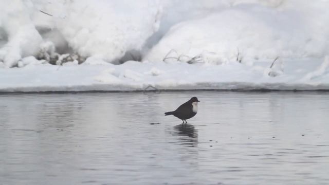 Как водяной воробей в Заполярье зимовал. Дневник наблюдений смотреть онлайн