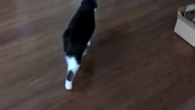 Кошачьи Трюки смотреть онлайн