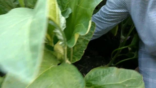 Вирощуємо баклажани: дієві підживлення та боротьба зі шкідниками! смотреть онлайн