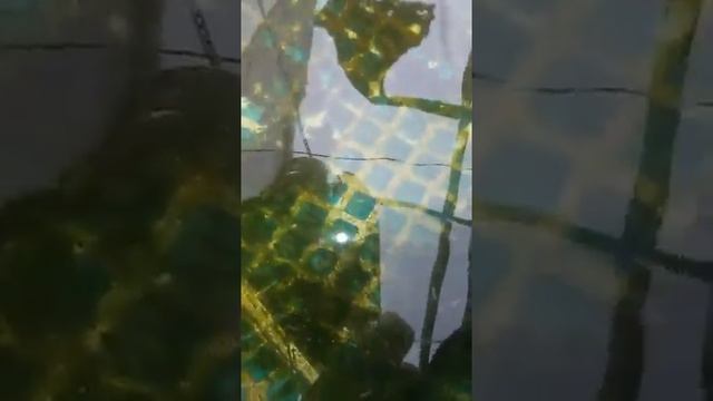 Мальки Куджаку, Шова, ШироУцури, Кохаку, БениКикокурю, КиУцури, ГинРинКохаку, Платина смотреть онлайн