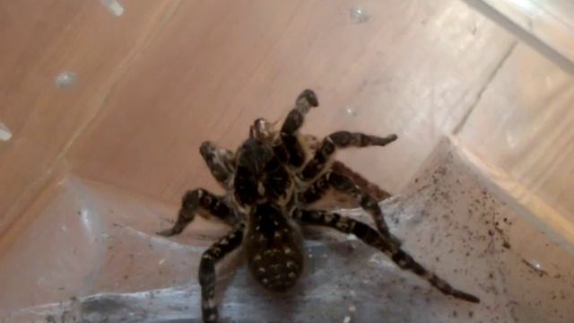 Thork's Birdeaters. Allohogna (ex. Lycosa) Singoriensis and Nauphoeta Cinerea. смотреть онлайн
