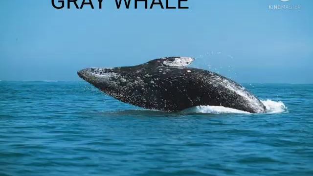 TYPES OF WHALES смотреть онлайн