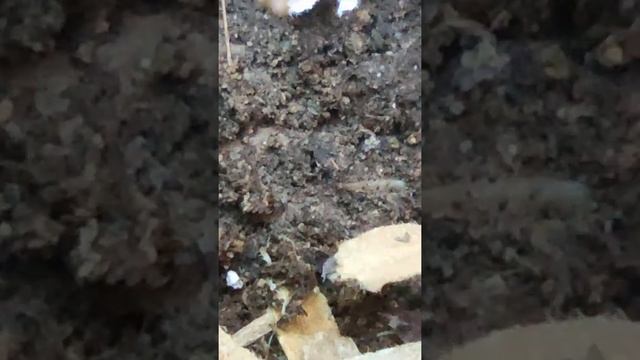 Soil Isopods #short смотреть онлайн