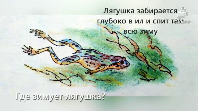 Экологическая прогулка "Кто где живёт?" Центральная детская библиотека смотреть онлайн