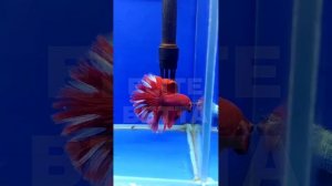 Петушок клубника со сливками