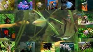 Скалярии! Королевы амазонки!